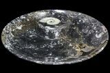 Goniatite Fossil Dish (Stoneware) #77673-1